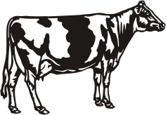 094AB Koe Prim Holstein