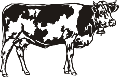 094BC Montbéliarde koe