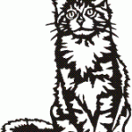 Maine Coon kat