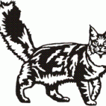 Maine Coon kat - Image 2