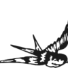 Zwaluw 2